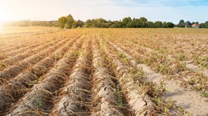 "Kαίει" τα χωράφια της Λάρισας η κλιματική κρίση - Φέρνει αυξήσεις στα προϊόντα